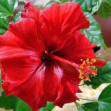 Kako posaditi kinesku ružu